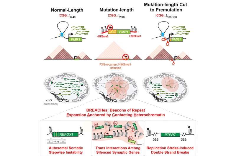 Researchers uncover unexpected molecular pattern in fragile X syndrome
