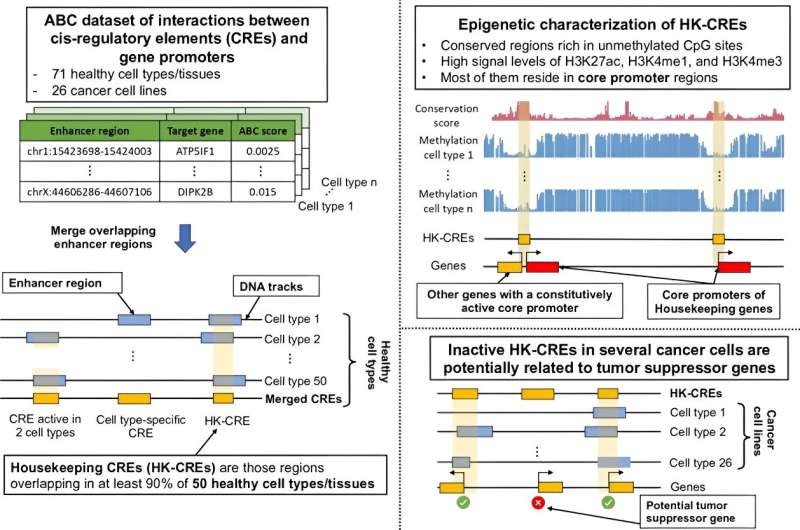 Study reveals crucial ‘housekeeping’ genetic elements and their potential to fight cancer
